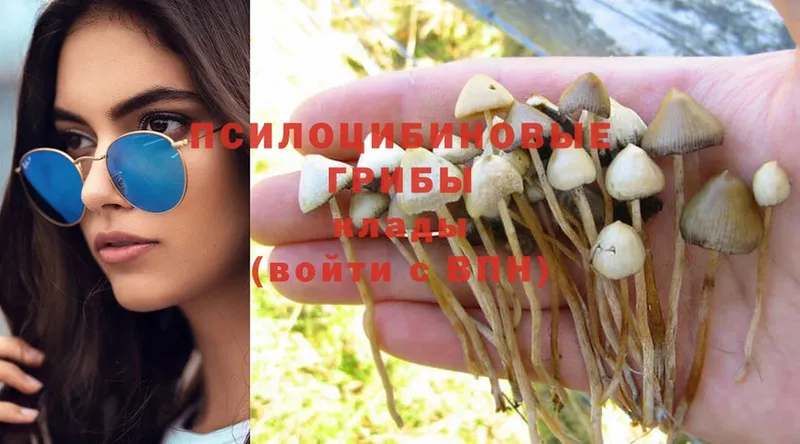 что такое   Красный Холм  Псилоцибиновые грибы Psilocybine cubensis 